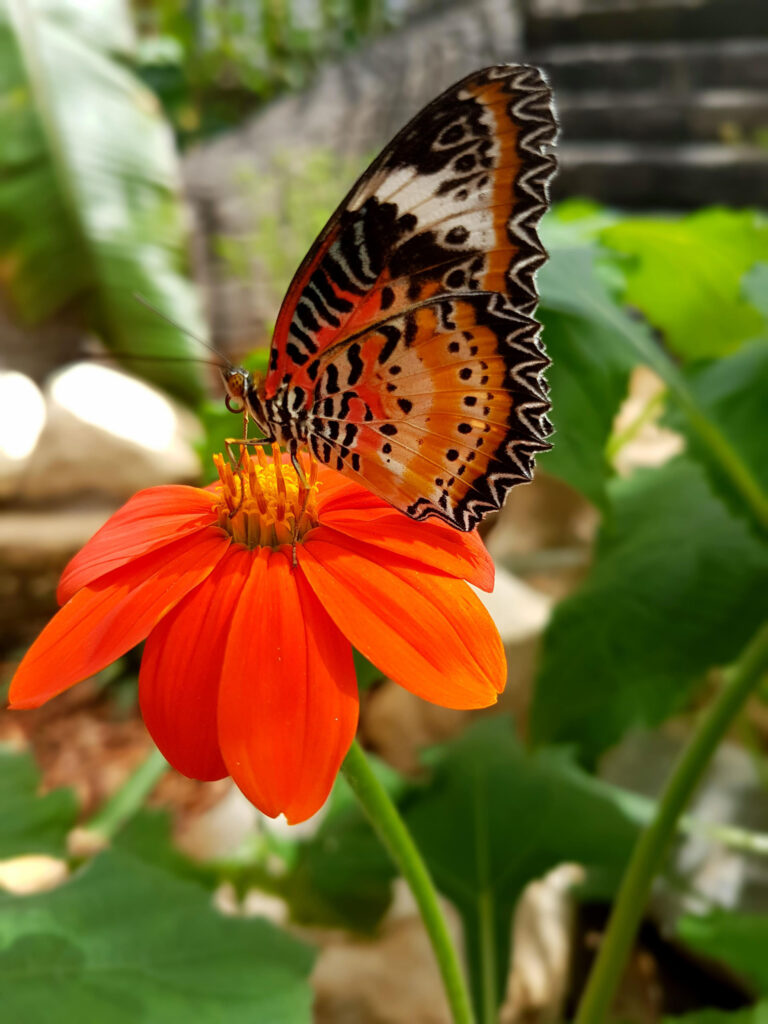 Enjoy a spooky half term at Stratford Butterfly Farm!