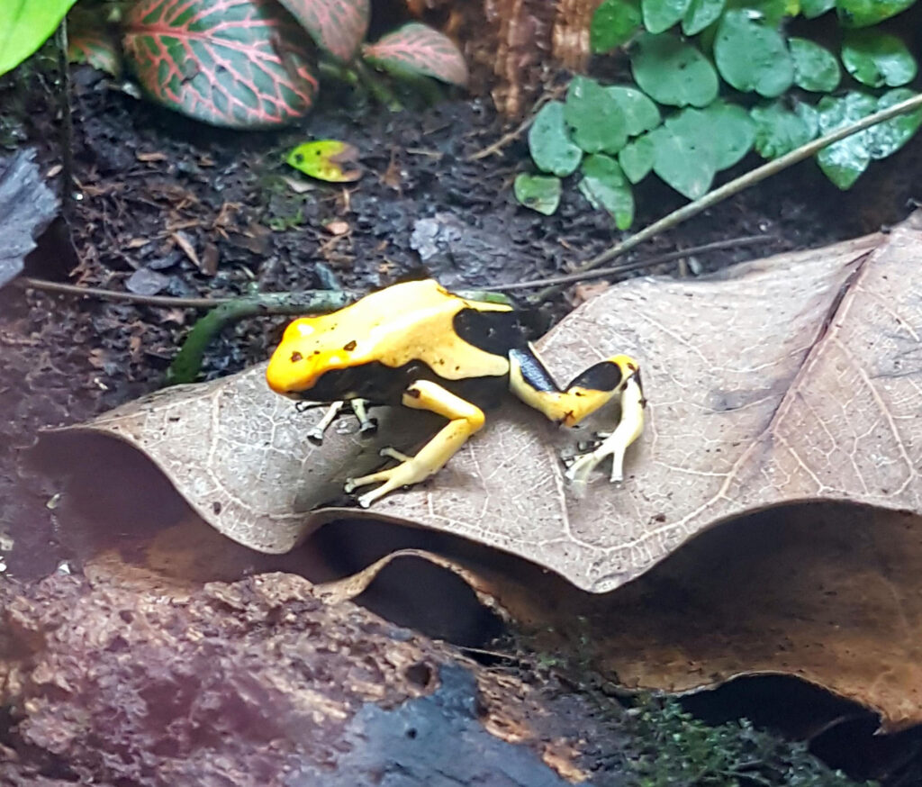 Enjoy a spooky half term at Stratford Butterfly Farm!