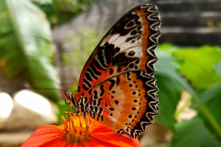 Stratford Butterfly Farm near Clarion Charlecote Pheasant